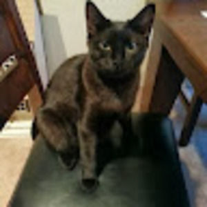 Meet your Posher, Maggie